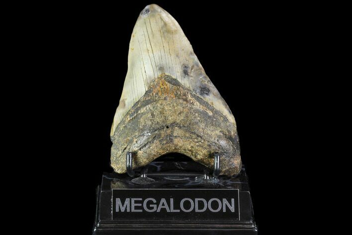 Fossil Megalodon Tooth - North Carolina #109675